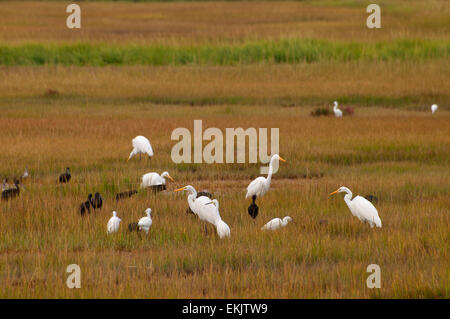 Garzette in acqua salata marsh, granaio Island Wildlife Management Area, Connecticut Foto Stock