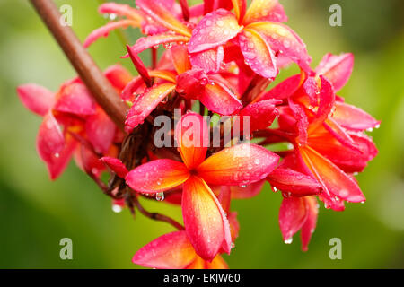 Rosa plumeria fiori su un albero con gocce d'acqua Foto Stock