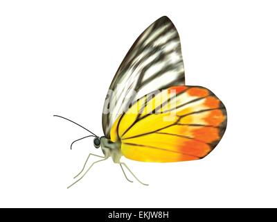 Vettore di realistica stupenda farfalla su sfondo bianco Illustrazione Vettoriale