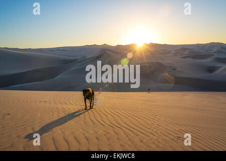 Tre cani a camminare su una duna di sabbia al tramonto in Huacachina, Perù Foto Stock