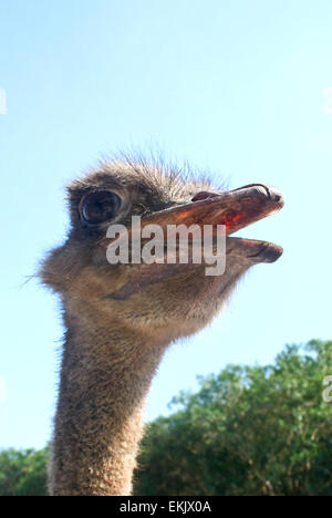 Uccello struzzo curiosità non ha nessun limite Foto Stock