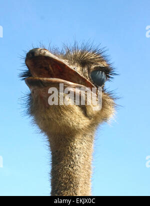 Uccello struzzo curiosità non ha nessun limite Foto Stock