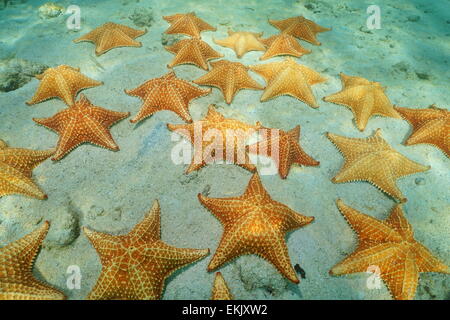 Cluster di stelle marine subacquea, cuscino stella di mare, Oreaster reticulatus, sul fondale sabbioso del Mar dei Caraibi Foto Stock