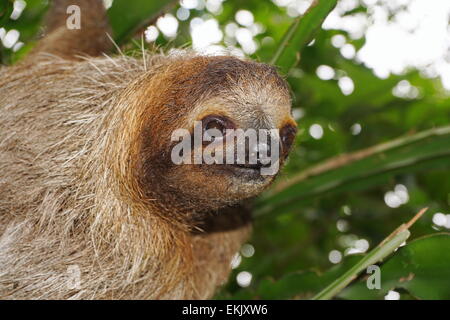 Testa di giovani il bradipo guardando la fotocamera nella giungla della Costa Rica, animale selvatico, America Centrale Foto Stock