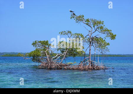 Red alberi di mangrovia in acqua di mare dei Caraibi, arcipelago di Bocas del Toro, Panama America Centrale Foto Stock