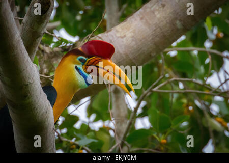 Un carpino bussato (Rhyticeros cassidix) si aprono su un albero di fico fruttato in un'area vegetata vicino al Monte Tangkoko nel Sulawesi settentrionale, Indonesia. Foto Stock