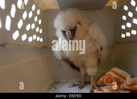 Roseburg, Oregon, Stati Uniti d'America. Decimo Apr, 2015. Un soffice baby barbagianni owlet attende di essere nuovamente collocato nel proprio nido dopo essere stato scoprire inerme sulla strada di un paese in rurale della contea di Douglas nei pressi di Roseburg nella parte sud-ovest della Oregon. Secondo la polizia gli esperti di salvataggio, se il owlet è entrambi incolumi ha buone probabilità di sopravvivenza se collocata di nuovo nel suo nido. Credito: Robin Loznak/ZUMA filo/Alamy Live News Foto Stock