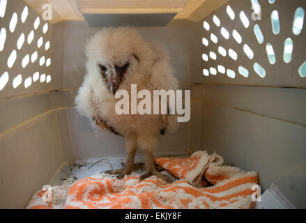 Roseburg, Oregon, Stati Uniti d'America. Decimo Apr, 2015. Un soffice baby barbagianni owlet attende di essere nuovamente collocato nel proprio nido dopo essere stato scoprire inerme sulla strada di un paese in rurale della contea di Douglas nei pressi di Roseburg nella parte sud-ovest della Oregon. Secondo la polizia gli esperti di salvataggio, se il owlet è entrambi incolumi ha buone probabilità di sopravvivenza se collocata di nuovo nel suo nido. Credito: Robin Loznak/ZUMA filo/Alamy Live News Foto Stock