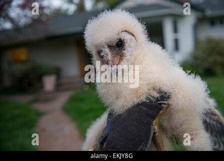 Roseburg, Oregon, Stati Uniti d'America. Decimo Apr, 2015. Un soffice baby barbagianni owlet è tenuto premuto mentre si attende di essere nuovamente collocato nel proprio nido dopo essere stato scoprire inerme sulla strada di un paese in rurale della contea di Douglas nei pressi di Roseburg nella parte sud-ovest della Oregon. Secondo la polizia gli esperti di salvataggio, se il owlet è entrambi incolumi ha buone probabilità di sopravvivenza se collocata di nuovo nel suo nido. Credito: Robin Loznak/ZUMA filo/Alamy Live News Foto Stock