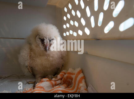 Roseburg, Oregon, Stati Uniti d'America. Decimo Apr, 2015. Un soffice baby barbagianni owlet attende di essere nuovamente collocato nel proprio nido dopo essere stato scoprire inerme sulla strada di un paese in rurale della contea di Douglas nei pressi di Roseburg nella parte sud-ovest della Oregon. Secondo la polizia gli esperti di salvataggio, se il owlet è entrambi incolumi ha buone probabilità di sopravvivenza se collocata di nuovo nel suo nido. Credito: Robin Loznak/ZUMA filo/Alamy Live News Foto Stock