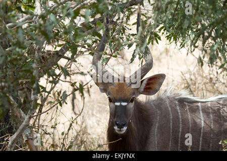 Nyala maschio (BULL), Timbavati Game Reserve, Sud Africa Foto Stock