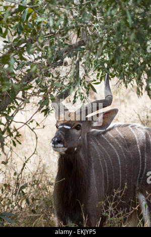 Nyala maschio (BULL), Timbavati Game Reserve, Sud Africa Foto Stock