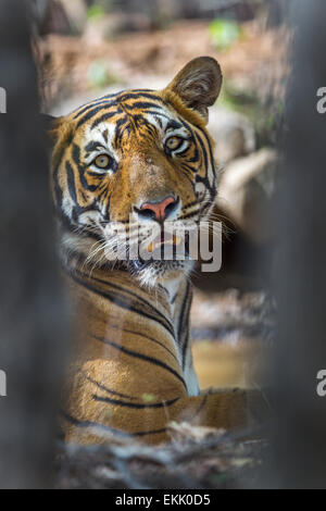 Maschio adulto tigre del Bengala a Ranthambhore, foresta, India. ( Panthera Tigris ) Foto Stock