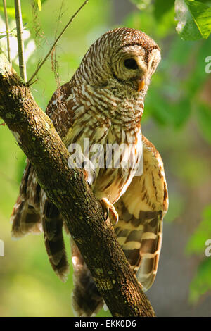 Bloccate allocco (Strix varia) allungare la sua ala. Bloccate il gufo è meglio conosciuto come hoot owl per la sua chiamata distintivo Foto Stock