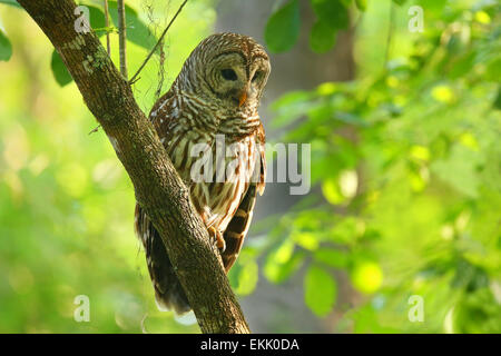 Bloccate allocco (Strix varia) seduto su un albero. Bloccate il gufo è meglio conosciuto come hoot owl per la sua chiamata distintivo Foto Stock