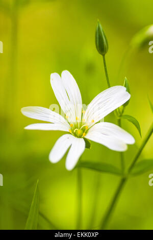 Große Sternmiere (Stellaria holostea) Foto Stock