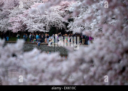 Washington, DC, Stati Uniti d'America. Decimo Apr, 2015. Le persone camminare a fianco dei ciliegi intorno al bacino di marea in Washington, DC, capitale degli Stati Uniti, 10 aprile 2015. I fiori di ciliegio in U.S. Capitale sono il loro picco di fioritura. Credito: Yin Bogu/Xinhua/Alamy Live News Foto Stock