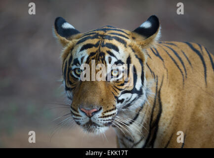 Maschio adulto tigre del Bengala a Ranthambhore, foresta, India. ( Panthera Tigris ) Foto Stock