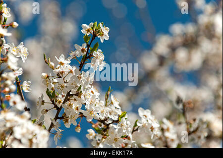 Fioritura primaverile sakura fiori ciliegio contro il cielo blu. Foto Stock