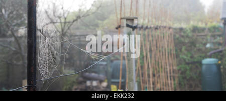 Spider Web in una nebbiosa rugiadoso aprile orto. Regno Unito. Vista panoramica Foto Stock