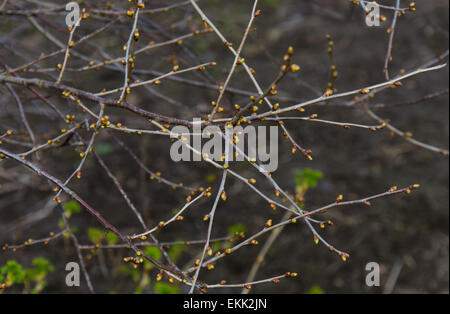 Albero della sorgente Foto Stock