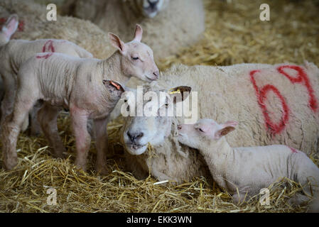 Una pecora con due neonato agnelli in un coltivatore​ fienile. Foto Stock
