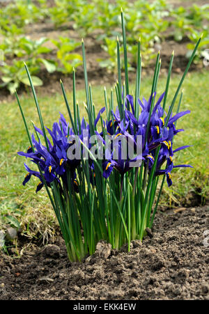 Dwarf iride fiori in un giardino confine. Foto Stock