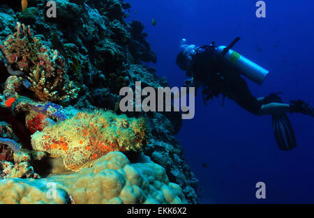 Pesce pietra (Synanceia verrucosa) e subacqueo sulla scogliera, South Ari Atoll, Maldive Foto Stock