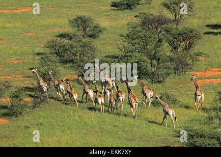 Vista aerea di una mandria di giraffe (Giraffa camelopardalis) in habitat naturale, Sud Africa Foto Stock