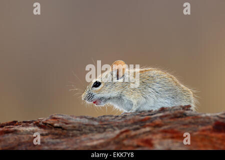 Un mouse con striping (Rhabdomys pumilio) in ambiente naturale, Sud Africa Foto Stock