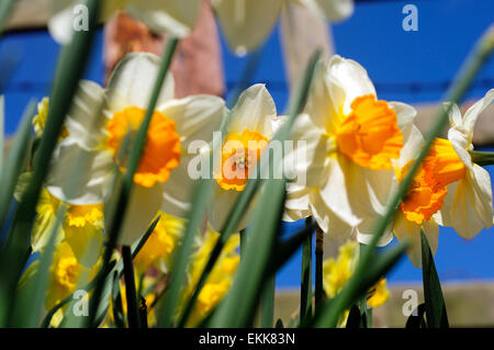 Eakring, Nottinghamshire, Regno Unito:11 Aprile 2015.bellissimi colori di primavera nel nord Nottinghamshire village di Eakring, luminosa giornata soleggiata con aria fresca e pulita di soffiatura di ieri (10/04/2015) l'inquinamento.Molti giardini e strade piene di fioritura degli alberi di Magnolia. Credito: IFIMAGE/Alamy Live News Foto Stock