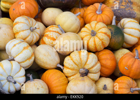 Cucurbita. Zucche zucche e zucche Foto Stock