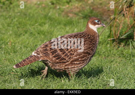 Femmina Himalayan monal pheasant (Lophophorus impejanus), a.k.a. Impeyan Monal o Danphe Foto Stock