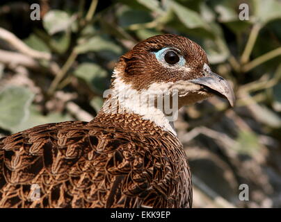 Close-up di una femmina di Himalayan monal pheasant (Lophophorus impejanus) Foto Stock
