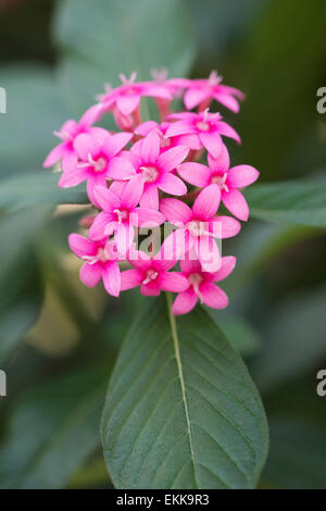 Pentas lanceolata. Stelle egiziano fiori di cluster Foto Stock