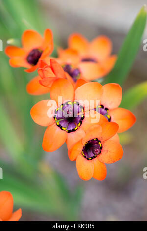 Sparaxis elegans. Cape buttercup fiori Foto Stock