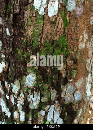 Il lichen sulla corteccia di albero Foto Stock