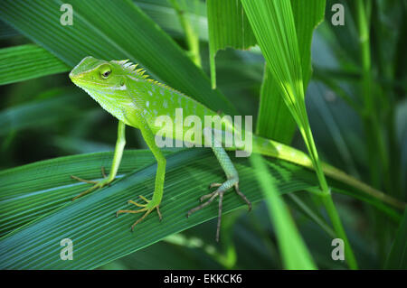 Bronchocela jubata lizard Foto Stock
