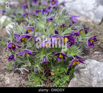 "Pasque flower Pulsatilla rubra cluster in piena fioritura Foto Stock