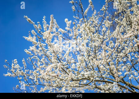 Il Mirabelle prugna prugna secca blossom contro il cielo blu Prunus domestica subsp. syriaca Foto Stock