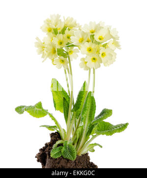 Oxlip, Primula elatior su sfondo bianco con messa a terra. Una specie di pianta flowering in famiglia Primulaceae. Foto Stock