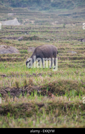 Un bufalo pascolano tra i molti campi di riso di Sapa Vietnam Foto Stock