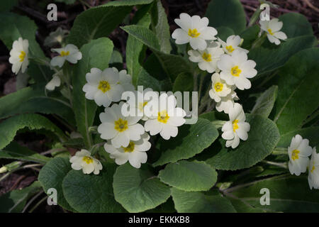 Close-up immagine di primule in piena fioritura in primavera sole crescente nel loro naturale boschiva Foto Stock