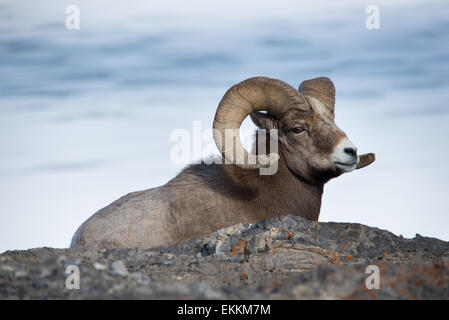 Ovis Canadensis Bighorn ram poggiante sulla roccia sopra il lago congelato Foto Stock