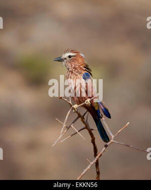 Rufous-rullo incoronato appollaiato sul ramo Foto Stock