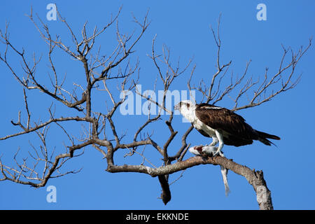 Falco pescatore (Pandion haliaetus) mangiare pesce su un albero Foto Stock