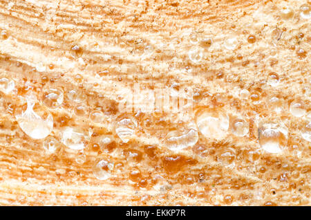 Primo piano di gocce di resina di pino sul taglio del legno Foto Stock