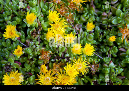 Delosperma congestum, impianto di Ghiaccio "Pepita d'Oro" Foto Stock