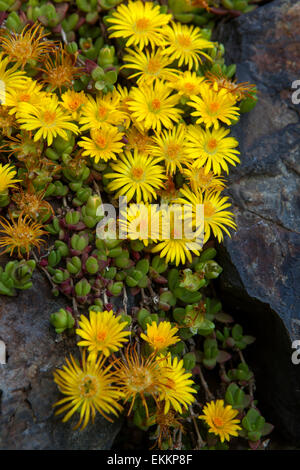 Delosperma congestum, impianto di Ghiaccio "Pepita d'Oro" Foto Stock