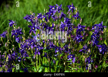 Blue Aquilegia vulgaris aquilegia alpina fiore Foto Stock